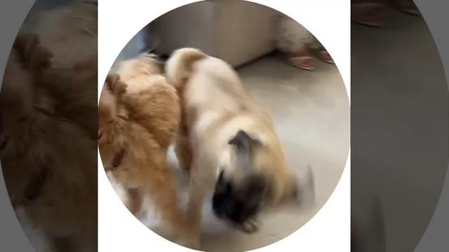 Дом 2! у Лизы Полыгаловой день рожденье!3