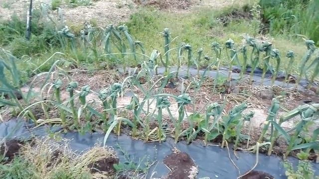 Природное земледелие. Экопоместье май 2017. Часть 3 земляника, чеснок, кабачки