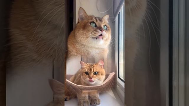 ЗНАЕТЕ КАКОЙ ЛЮБИМЫЙ ЗАПАХ У КОШКИ? #золотаяшиншилла #лучшийкот