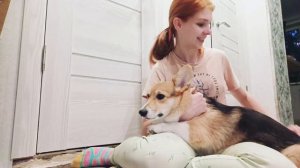 Корги / много шерсти / вычесывание