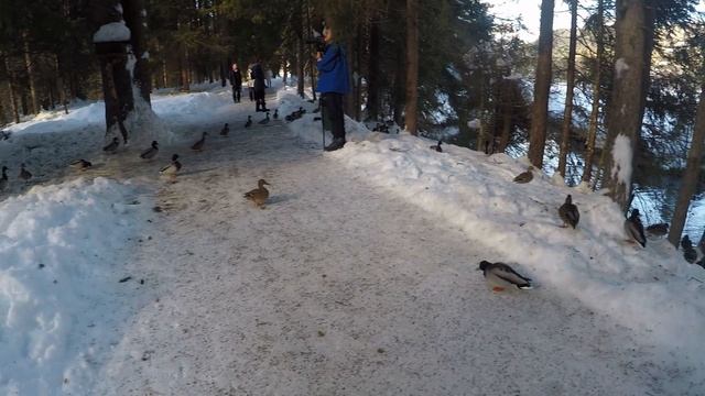 Walk around the Lake (Wildsee) in Seefeld in Tirol смотреть онлайн