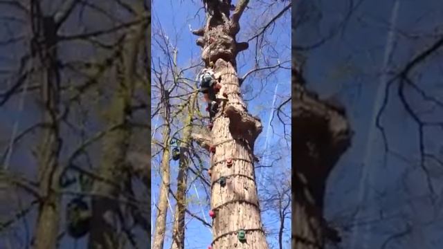Carlita the expert tree climber смотреть онлайн