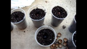 ПРОРАЩИВАНИЕ ПАЛЬМ ИЗ СЕМЯН ✿ ЮБЕЯ ЧИЛИЙСКАЯ ✿ ВИННАЯ ПАЛЬМА