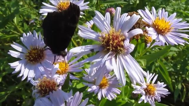 Бабочки. Лето 2016. Убейся позитивом. смотреть онлайн