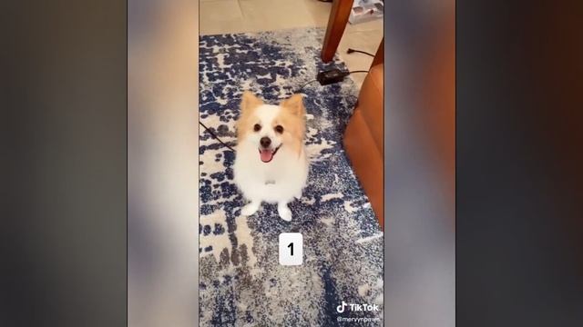Cute And Funny Pets  Best Of Cute Pets Compilation 2020 #17