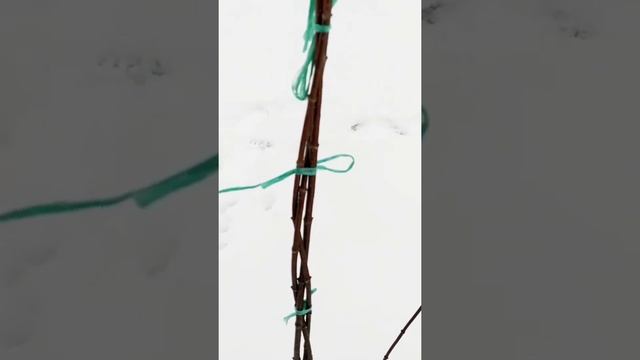Основы формировки штамба гортензии Фрайз Мелба. Начало - 1-ый год.