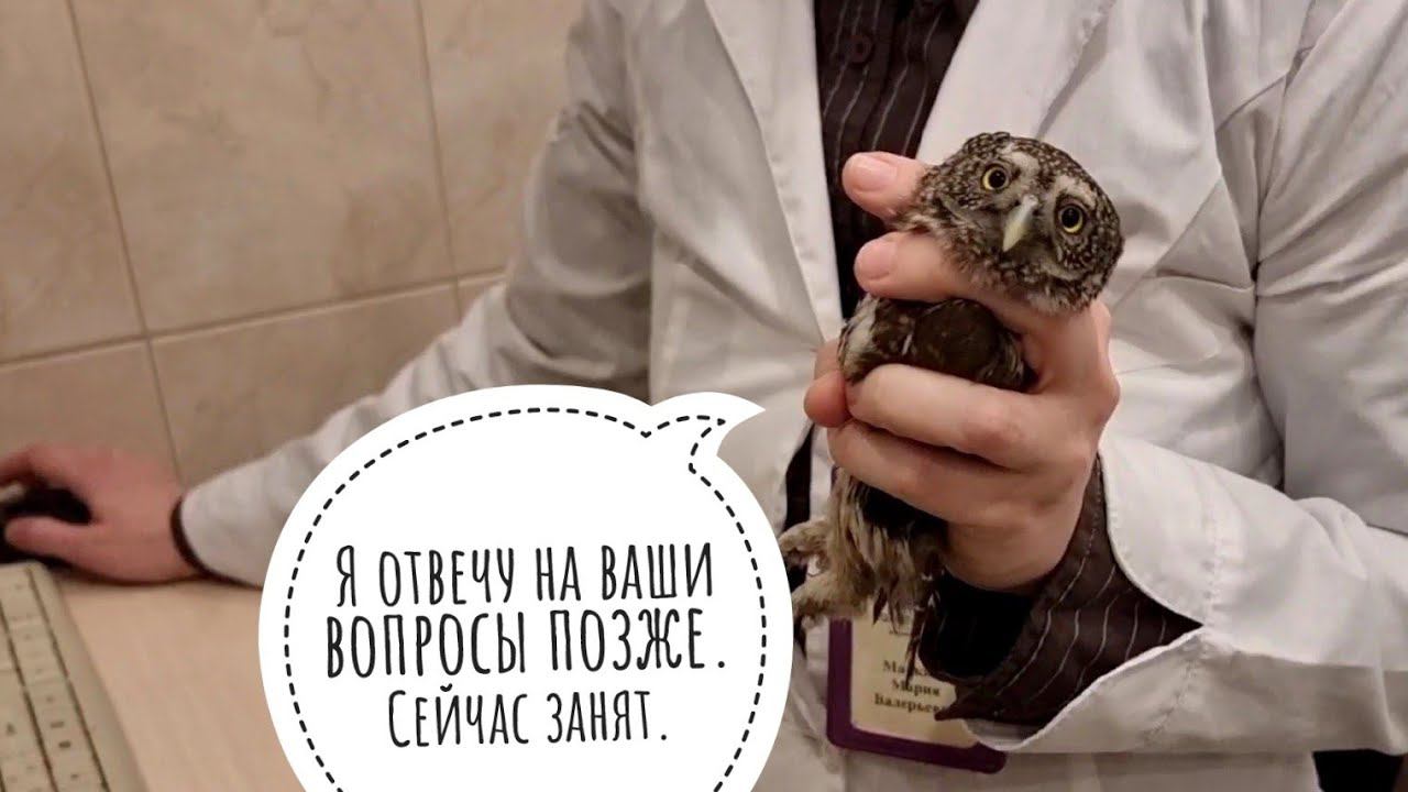 Ветеринарный осмотр сычика Пунька. Мария Маркина тыкает в маленькую сову палочкой