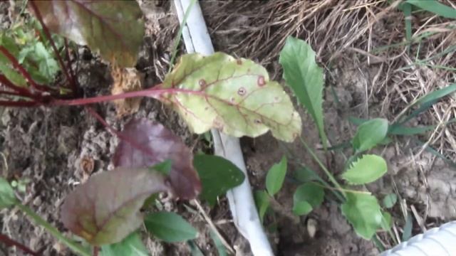 Капельный полив своими руками смотреть онлайн