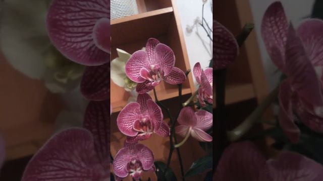 #Орхидеи. #Цветение фаленопсисов. Сорт Hilo lip. #Orchids. Цветение орхидей дома!