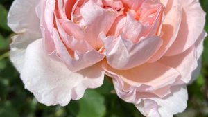 The lady gardener rose, David Austin
