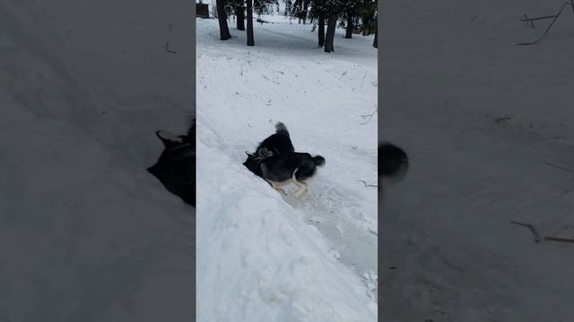 зажигательные игры #зимниезабавы#huskyshorts