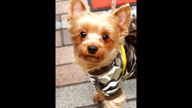 Silky Terrier. Pros and Cons, Price, How to choose, Facts, Care, History смотреть онлайн