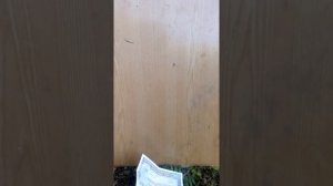 Облигации 1982 года