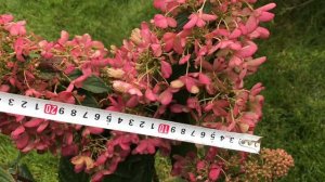 Метельчатая гортензия Эрли Сенсейшен или Канделайт? Определяем сорт