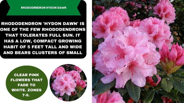 Rhododendron Varieties A to Z смотреть онлайн