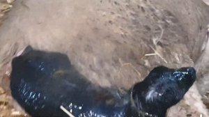 Окот овцы за 3 минуты...