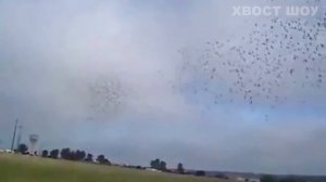 Из фуры выпустили СОТНИ ПТИЦ. Или как разгрузить фуру за 10 секунд