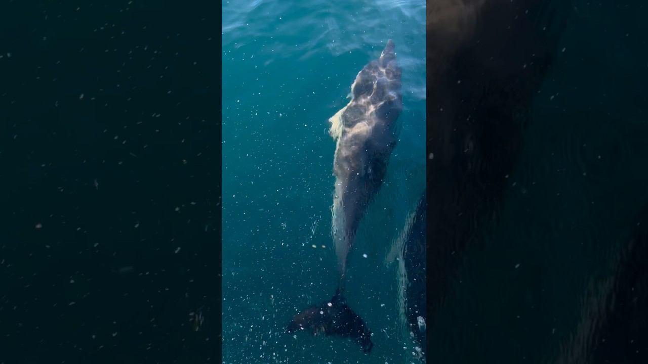 Каждая встреча с дельфинами вызывает восторг и улыбку! #фридайвинг #фридайвинг #dolphin смотреть онлайн