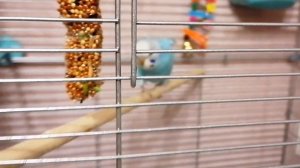 Нужно ли накрывать клетку попугая на ночь?