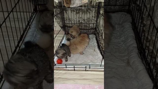 малыши тип - топ померанскийшпиц dog шпиц puppy