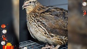 Породы перепелов и их описание!