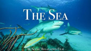 Подводный Мир В 4К Релакс Фильм С Музыкой Для Медитации
Under The Sea 4K Scenic Wildlife Film