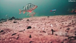 ПОДВОДНАЯ КАМЕРА показала реакцию РЫБЫ на подбор БАЛАНСИРОВ. Ловля ОКУНЯ и СУДАКА в КАМСКОМ УСТЬЕ