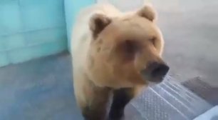 Медведь попытался войти в общежитие вахтовиков
