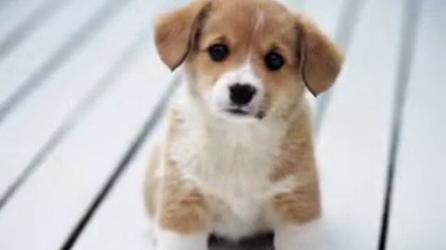 Найдите собаку смотреть онлайн