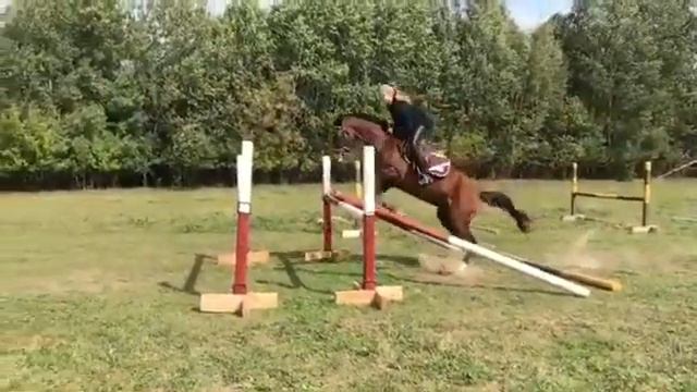 Конный клуб Троя #жизньслошадьми #жизньвприроде #обучениеверховойезде #конкур #конныйлагерь