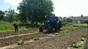 Обработка тыквы дисковой бороной трактором Т-40