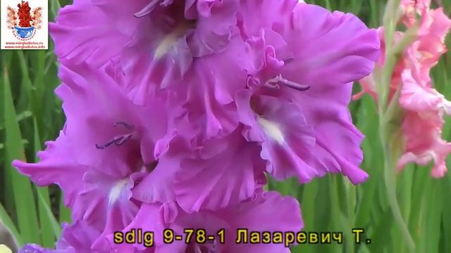 Гладиолусы (3) селекция Лазаревич Т. смотреть онлайн