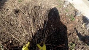 Посадка хвойных в саду, как посадить ель, пересадка куста. Весной