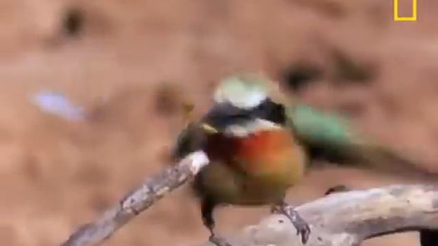 Почти пересохшее африканское озерцо (почти лужа) - единственный источник воды для смотреть онлайн