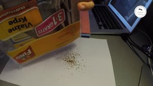 Спешите видеть! Гнездо фараоновых муравьев!!! (Monomorium pharaonis)