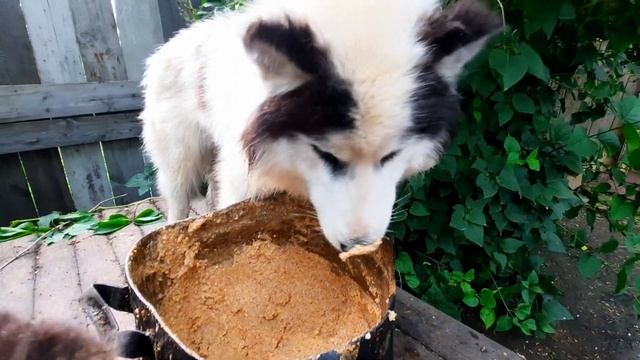 Бездельничаем с утра до ночи на огороде, и со своими собаками. Уборка во дворе, для показухи. смотреть онлайн