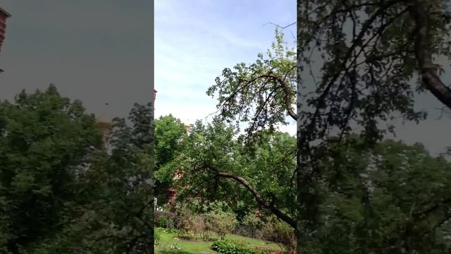 Соловьи в Кремле. смотреть онлайн