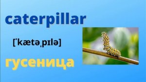 СЛОВА НА ТЕМУ "НАСЕКОМЫЕ" НА АНГЛИЙСКОМ ЯЗЫКЕ С ПЕРЕВОДОМ,ОЗВУЧКОЙ