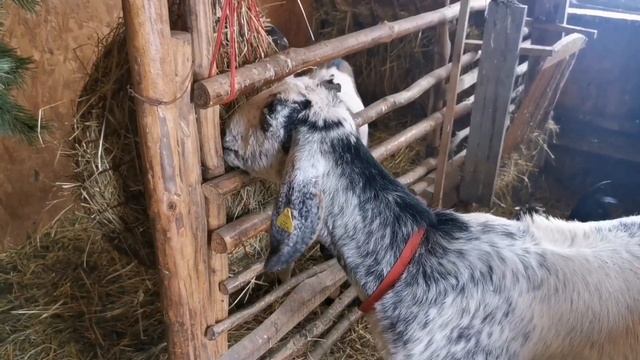 Домашние и дикие козы. Косули. смотреть онлайн