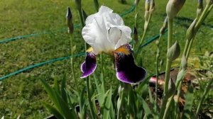 Ирисы Бразье, Хелен Коллингвуд и Германика