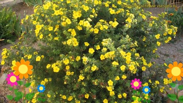 Лапчатка кустарниковая Голд Фингер. Краткий обзор, описание potentilla fruticosa Gold Finger смотреть онлайн