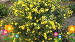 Лапчатка кустарниковая Голд Фингер. Краткий обзор, описание potentilla fruticosa Gold Finger