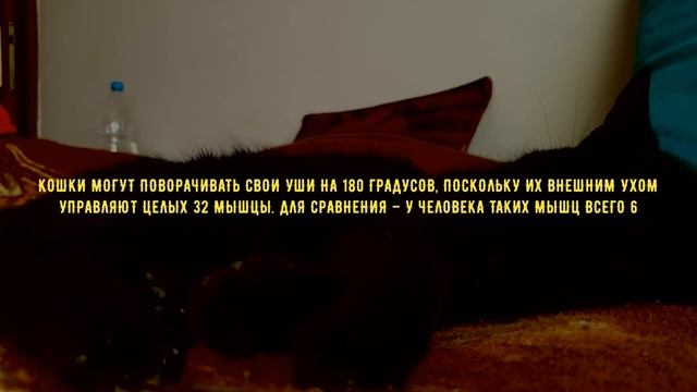 Как правильно понять поведение и повадки кошки. Расшифровываем поведение домашнего любимца