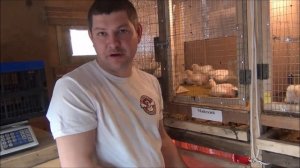 Кобб 500 Чехия, Испания комбикорм Мираторг, Майский, Бест часть 2  возраст 14 дней