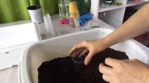 Готовим грунт для пикировки земляники