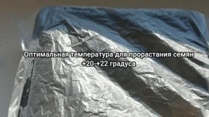 Посев астры без заморочек и без пикировки! Лучший способ посева семян астры на рассаду.