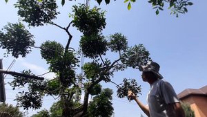 Ниваки из вишни