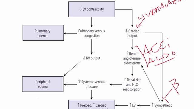 USMLE RX - 2.Кардиология - 3.Патология - 16.Сердечная недостаточность (СН)