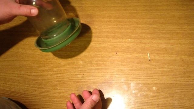 Поилка для перепелов с первых дней жизни