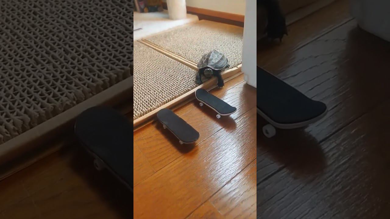 Скейт и черепашка смотреть онлайн